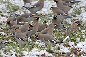 Waxwing - flock on ground in snow feeding on berries of Celtis occidentalis Waxwing - flock on ground in snow feeding on berries of Celtis occidentalis