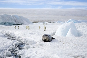 Weddell Seal - On sea ice with Emperor Penquins (Aptenodytes forsteri) in background Weddell Seal - On sea ice with Emperor Penquins (Aptenodytes forsteri) in background