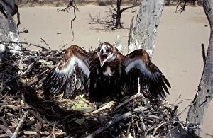 Wedge-tailed eagle - chick in nest Wedge-tailed eagle - chick in nest