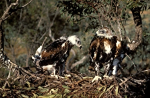 Wedge-tailed eagle - chicks partly fledged on nest Wedge-tailed eagle - chicks partly fledged on nest