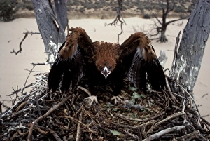 Wedge-tailed eagle - fledgling in threat pose, on nest Wedge-tailed eagle - fledgling in threat pose, on nest