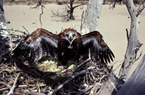 Wedge-tailed eagle - large chick at nest Wedge-tailed eagle - large chick at nest