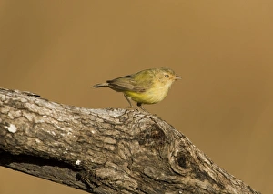 Weebill - Australias smallest bird Weebill - Australias smallest bird