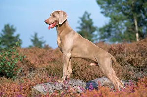 <b class=qtipBold><figcaption>Weimaraner Dog</figcaption></b><br>JD-11587 Weimaraner Dog Also known as Weimaraner Vorstehhund John Daniels Please note that prints are for personal display purposes only and may not be reproduced in any way.<br><em>© John Daniels/ardea.com</em> Weimaraner Dog