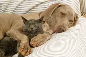Weimaraner Dog - asleep on sofa with Blue Cat Weimaraner Dog - asleep on sofa with Blue Cat