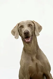 Weimaraner Dog - With mouth open Weimaraner Dog - With mouth open