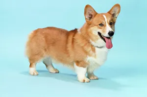 <b class=qtipBold><figcaption>Welsh Corgi Dog - (Pembroke)</figcaption></b><br>JD-3521 Welsh Corgi Dog - (Pembroke) John Daniels Please note that prints are for personal display purposes only and may not be reproduced in any way.<br><em>© John Daniels/ardea.com</em> Welsh Corgi Dog - (Pembroke)