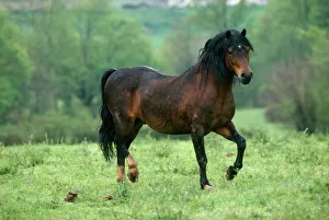 Welsh Moutain Pony - type A Stallion Welsh Moutain Pony - type A Stallion
