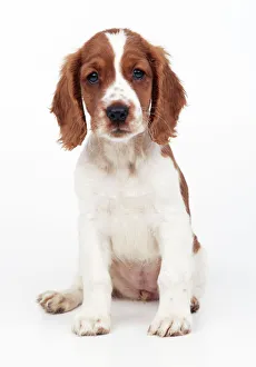 <b class=qtipBold><figcaption>Welsh Springer Spaniel Dog</figcaption></b><br>JD-22669 DOG - Cocker spaniel John Daniels <br><em>© John Daniels / ardea.com</em> Welsh Springer Spaniel Dog