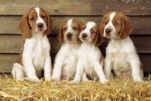 Four Collection: Welsh Springer Spaniel Dog - puppies