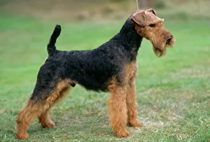 <b class=qtipBold><figcaption>Welsh Terrier Dog</figcaption></b><br>JD-10565 Welsh Terrier Dog John Daniels Please note that prints are for personal display purposes only and may not be reproduced in any way.<br><em>© John Daniels/ardea.com</em> Welsh Terrier Dog