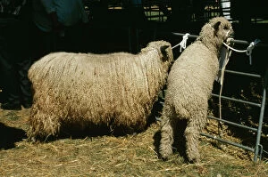 Wensleydale Sheep