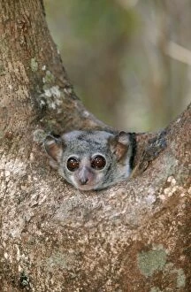 Images Dated 23rd June 2004: Wessel Lemur, Milne Edward