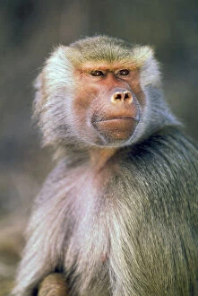 Images Dated 3rd March 2009: West Africa. Hamadryas baboon