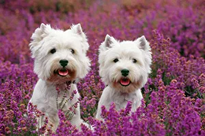 West Highland Terrier Dog - pair, sitting in heather West Highland Terrier Dog - pair, sitting in heather
