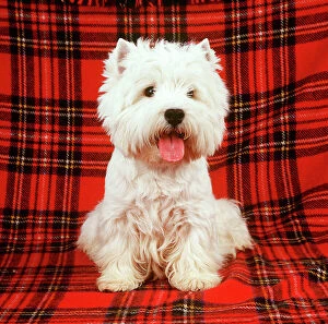West Highland Terrier DOG - sitting on tartan rug