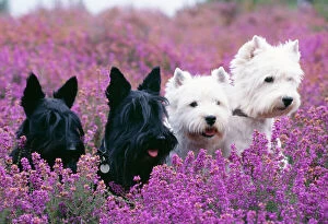West Highland White and Scottish Terriers in heather