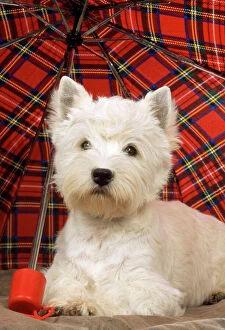 Images Dated 2nd December 2008: West Highland White Terrier Dog - under tartan umbrella