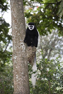 Western Black-and-white Colobus Monkey Western Black-and-white Colobus Monkey