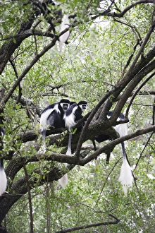 Western Black-and-white Colobus Monkey - group Western Black-and-white Colobus Monkey - group