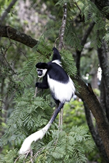 Western Black-and-white / King Colobus Monkey Western Black-and-white / King Colobus Monkey
