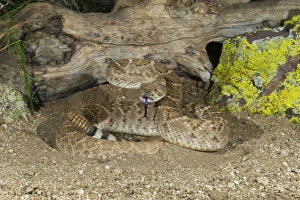 Western Diamondback Rattlesnake - controlled subject Western Diamondback Rattlesnake - controlled subject