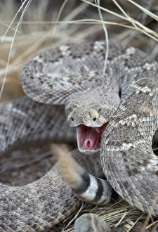 Western Diamondback RATTLESNAKE - Rattling tail Western Diamondback RATTLESNAKE - Rattling tail