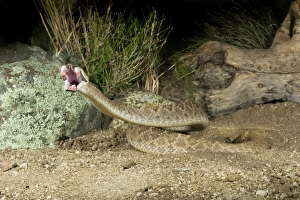 Western Diamondback Rattlesnake - striking - controlled subject Western Diamondback Rattlesnake - striking - controlled subject