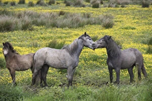 Marilyn Gallery: In Western Ireland, three horses play in