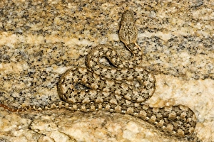 Western Keeled Snake - Close up showing full body lying in wait for prey Western Keeled Snake - Close up showing full body lying in wait for prey
