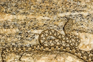 Western Keeled Snake - Close ups of the head and coiled body - depicting its superb Western Keeled Snake - Close ups of the head and coiled body - depicting its superb