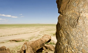Western Keeled Snake - lying against a near vertical rock face with the desert in Western Keeled Snake - lying against a near vertical rock face with the desert in
