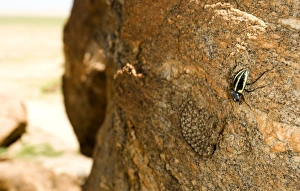 Western Keeled Snake - lying on a vertical rock face with a beetle present Western Keeled Snake - lying on a vertical rock face with a beetle present
