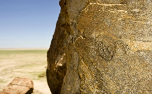 Western Keeled Snake - on a near vertical rock face with the desert in the background Western Keeled Snake - on a near vertical rock face with the desert in the background