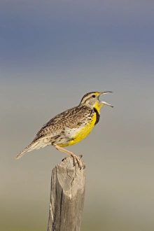 Western Meadowlark - singing - on breeding territory in early summer Western Meadowlark - singing - on breeding territory in early summer