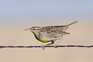 Western Meadowlark - in winter