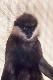 Western Purple-faced Langur Western Purple-faced Langur