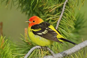 Western Tanager - Male