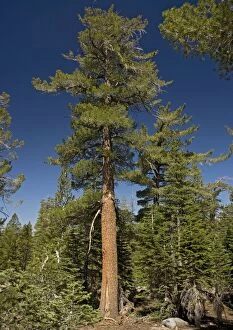 Images Dated 12th July 2005: Western white pine tree - at c. 9500 ft. in the Sierra Nevada