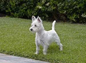 Westie puppy standing on lawn