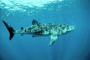 Dolphins and Whales Collection: Whale Shark