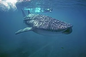 Whale Shark - Ron Taylor filming a giant Whale shark Whale Shark - Ron Taylor filming a giant Whale shark