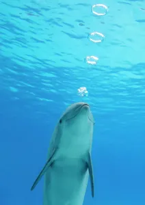 Dolphins And Whale Prints: Bottlenose dolphin blowing air rings underwater print
