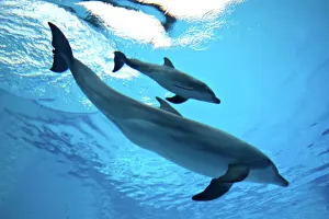 Dolphins And Whale Prints: Bottlenose Dolphin Newborn Baby/Calf with Mother Print