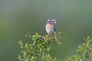 Whinchat Gallery: Whinchat adult male
