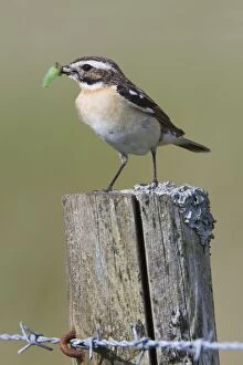 Whinchat Gallery: Whinchat - with insect