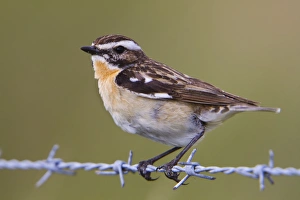 Whinchat Gallery: Whinchat - male on barbed wire