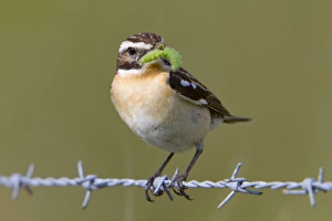 Whinchat Gallery: Whinchat - male on barbed wire with caterpillar in mouth