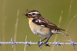 Whinchat Gallery: Whinchat - male on barbed wire with insects in mouth