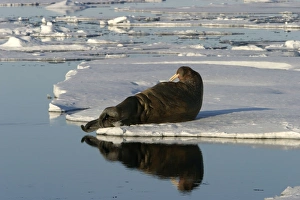 Whiskered / Atlantic Walrus - resting on ice Whiskered / Atlantic Walrus - resting on ice